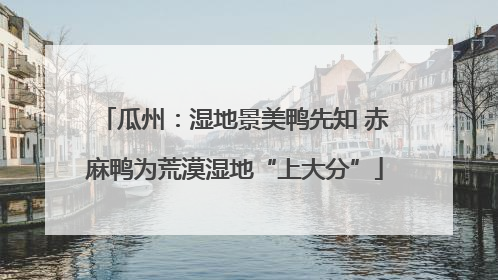 瓜州：湿地景美鸭先知 赤麻鸭为荒漠湿地“上大分”