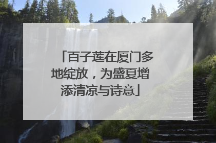 百子莲在厦门多地绽放，为盛夏增添清凉与诗意