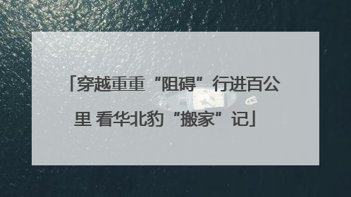 穿越重重“阻碍”行进百公里 看华北豹“搬家”记