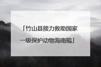 竹山县接力救助国家一级保护动物海南鳽