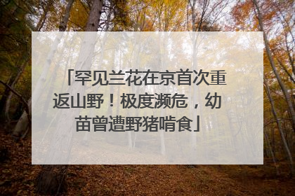 罕见兰花在京首次重返山野！极度濒危，幼苗曾遭野猪啃食