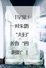 罕见！一对朱鹮“夫妇”养育“四胞胎”