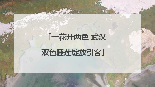 一花开两色 武汉双色睡莲绽放引客