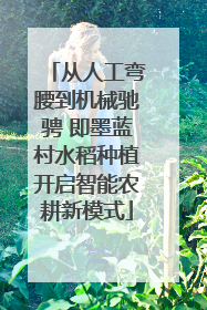 从人工弯腰到机械驰骋 即墨蓝村水稻种植开启智能农耕新模式