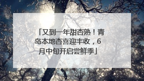 又到一年甜杏熟！青岛本地杏喜迎丰收，6月中旬开启尝鲜季