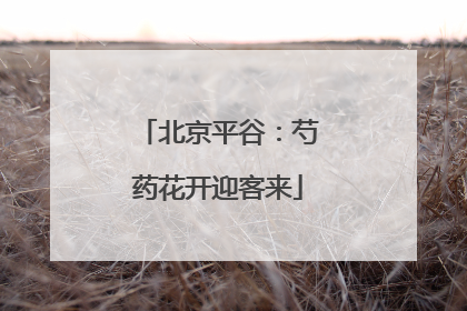 北京平谷：芍药花开迎客来
