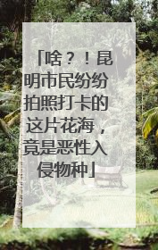 啥？！昆明市民纷纷拍照打卡的这片花海，竟是恶性入侵物种