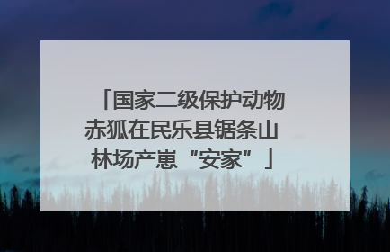 国家二级保护动物赤狐在民乐县锯条山林场产崽“安家”
