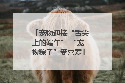 宠物迎接“舌尖上的端午” “宠物粽子”受喜爱