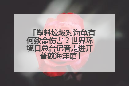 塑料垃圾对海龟有何致命伤害？世界环境日总台记者走进开普敦海洋馆