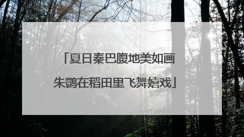 夏日秦巴腹地美如画 朱鹮在稻田里飞舞嬉戏