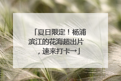 夏日限定！杨浦滨江的花海超出片，速来打卡→