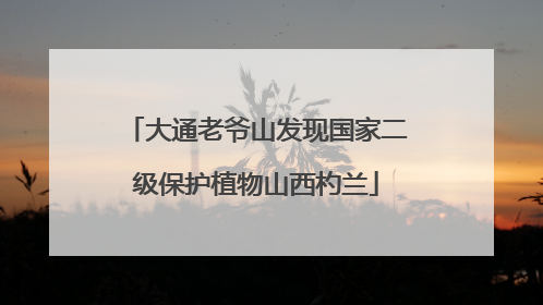 大通老爷山发现国家二级保护植物山西杓兰