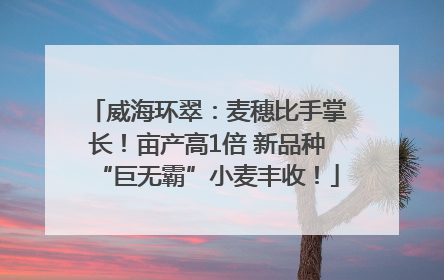 威海环翠：麦穗比手掌长！亩产高1倍 新品种“巨无霸”小麦丰收！