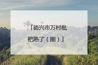 德兴市万村枇杷熟了（图）