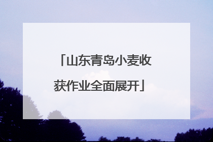 山东青岛小麦收获作业全面展开