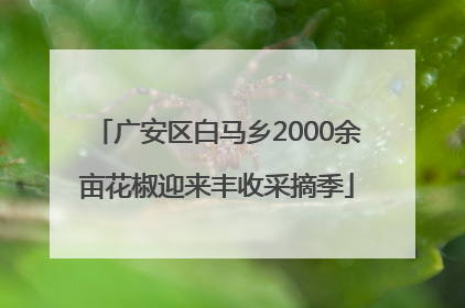 广安区白马乡2000余亩花椒迎来丰收采摘季