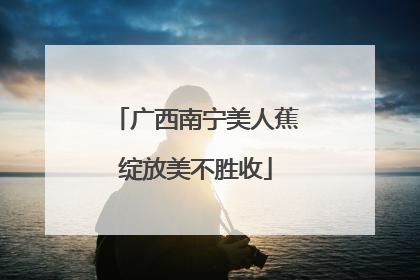 广西南宁美人蕉绽放美不胜收