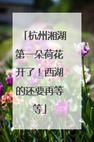 杭州湘湖第一朵荷花开了！西湖的还要再等等