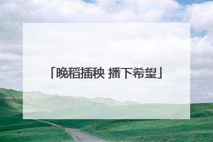 晚稻插秧 播下希望