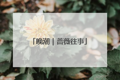 晚潮｜蔷薇往事