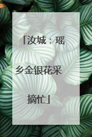 汝城：瑶乡金银花采摘忙