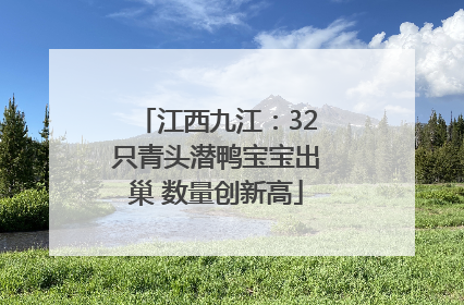 江西九江：32只青头潜鸭宝宝出巢 数量创新高