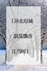 河北阜城：甜瓜飘香正当时