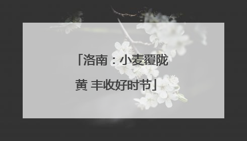 洛南：小麦覆陇黄 丰收好时节