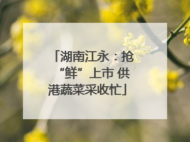 湖南江永：抢“鲜”上市 供港蔬菜采收忙