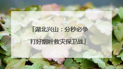 湖北兴山：分秒必争 打好烟叶救灾保卫战