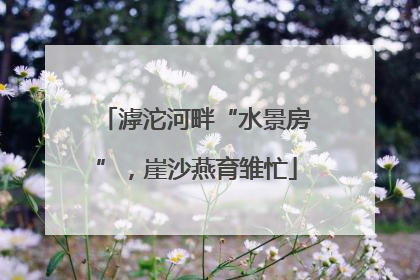 滹沱河畔“水景房”，崖沙燕育雏忙