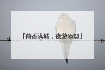 荷香满城，夜游添趣