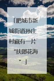 肥城市新城街道孙庄村藏有一片“扶郎花海”