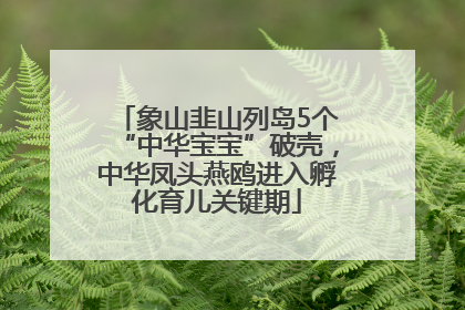 象山韭山列岛5个“中华宝宝”破壳，中华凤头燕鸥进入孵化育儿关键期