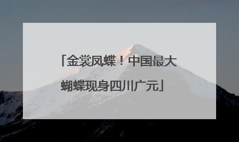金裳凤蝶！中国最大蝴蝶现身四川广元