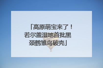 高原萌宝来了！若尔盖湿地首批黑颈鹤雏鸟破壳