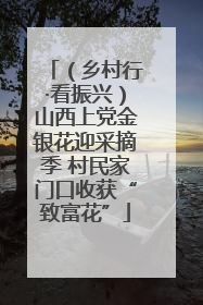（乡村行·看振兴）山西上党金银花迎采摘季 村民家门口收获“致富花”
