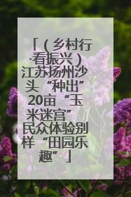 （乡村行·看振兴）江苏扬州沙头“种出”20亩“玉米迷宫” 民众体验别样“田园乐趣”