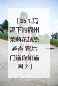 35℃高温下的福州茉莉花越热越香 背后门道你知道吗？